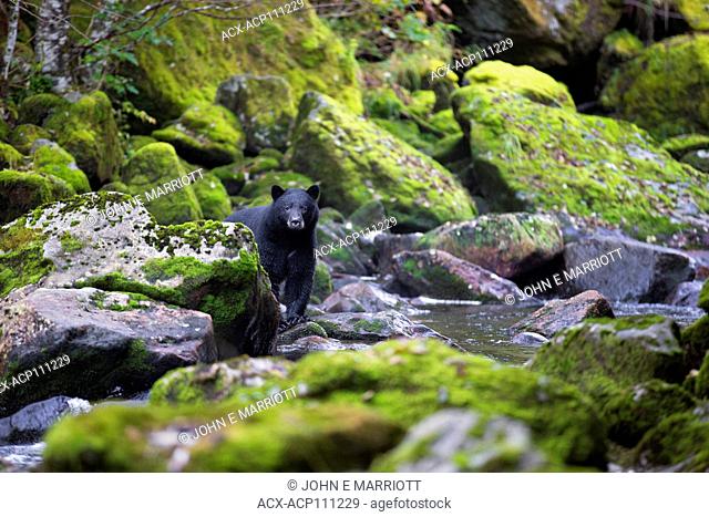 Black bear, Great Bear Rainforest