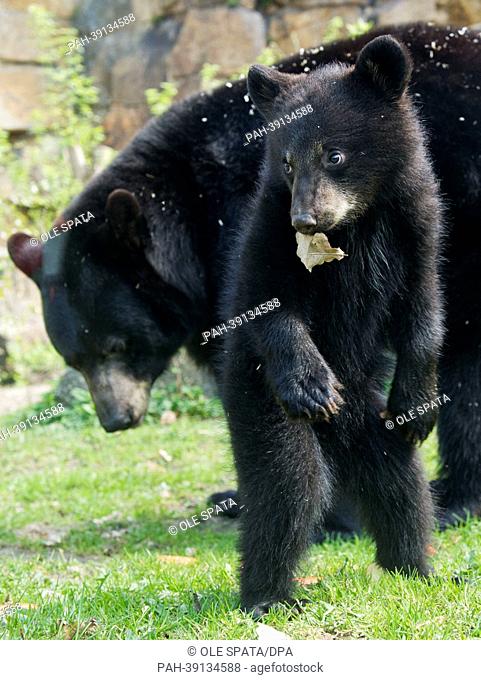 One of the black bear brothers 'Koda' and 'Kenai' stands with its mother in the bear enclosure at Tierpark in Berlin, Germany, 30 April 2013