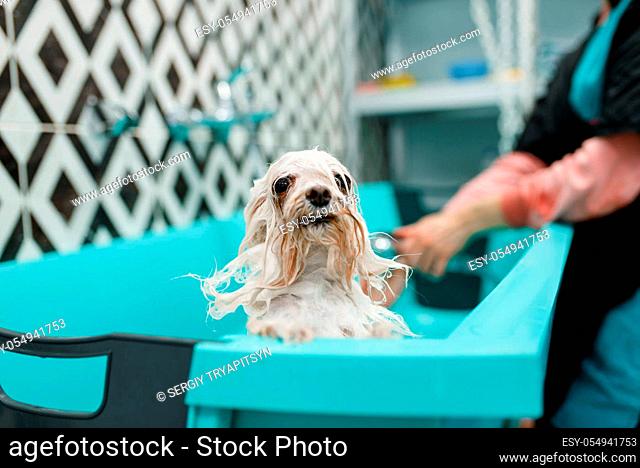 Cute dog in foam, female groomer on background, grooming salon. Woman with small pet prepares to cut off fur, groomed domestic animal