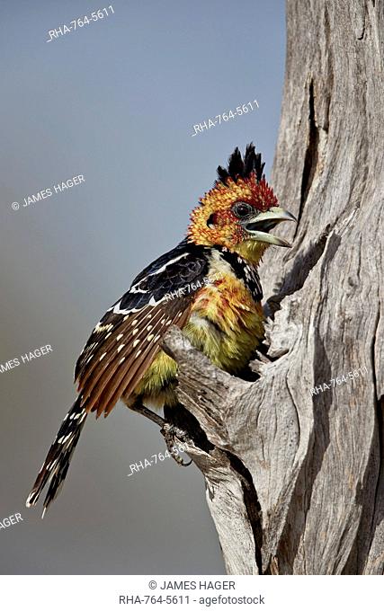 Crested barbet (Trachyphonus vaillantii) with a raised crest, Selous Game Reserve, Tanzania, East Africa, Africa