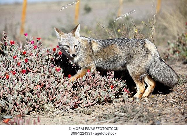 Argentine grey fox  Dusicyon griseus  family : canidae  order :carnivora
