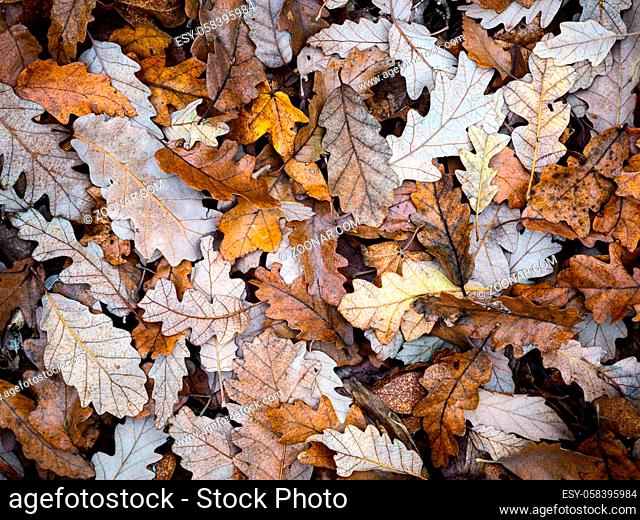 Fallen oak tree leaves in autumn
