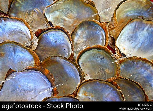 Shells of pearl oysters with mother-of-pearl on the inside of the shell, Praslin Island, Seychelles, Africa