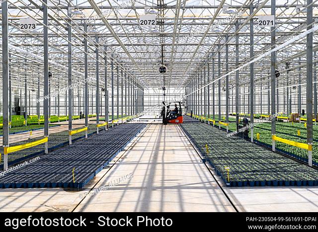 04 May 2023, Saxony-Anhalt, Sülzetal: A forklift truck drives through a greenhouse of the company ""Bördegarten"". ""Bördegarten"" is a company of the ""Wimex...