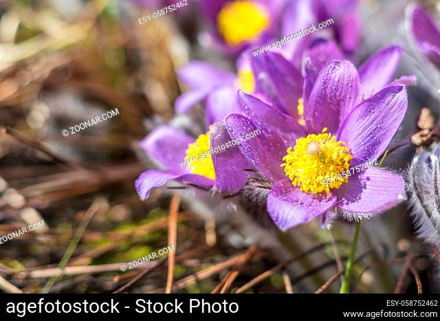 Beautiful spring violet flowers background. Eastern pasqueflower, prairie crocus, cutleaf anemone with water drops.Shallow depth of field. Toned