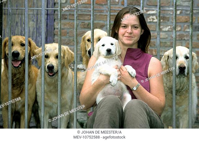 Dog - Golden Retriever puppy in arms of lady with adult dogs in kennel behind