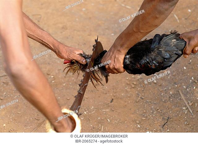 Sacrifice of a rooster during a Theyyam ritual, near Kasargod, North Kerala, South India, Asia