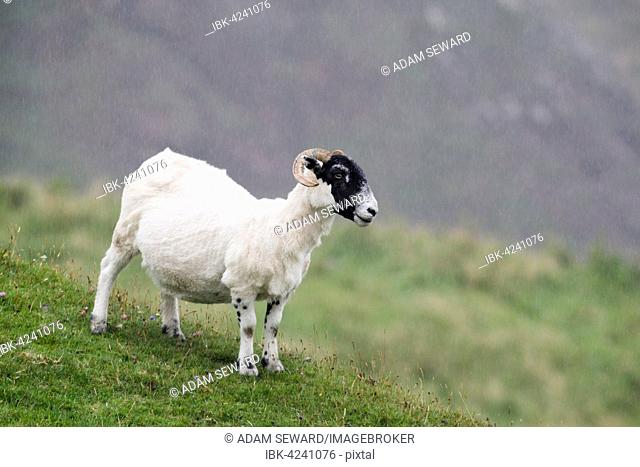 Sheep in the rain, Isle of Islay, Inner Hebrides, Scotland, United Kingdom