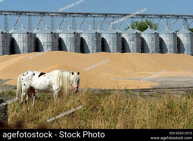 horse, silo