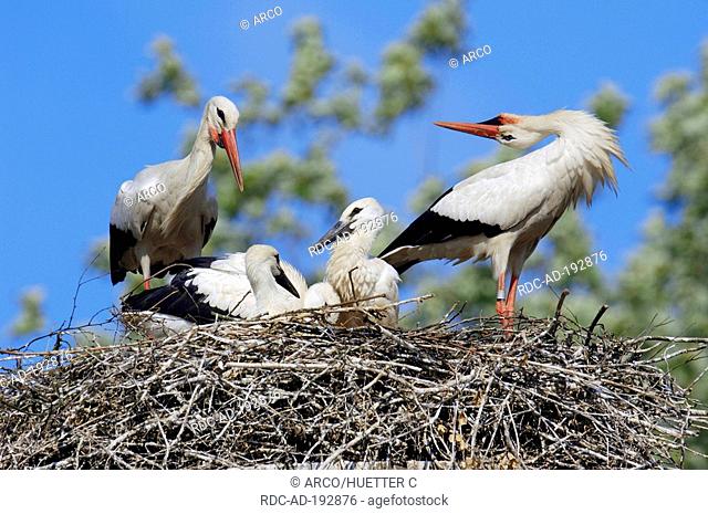 White Stork, pair with youngs at nest, Ciconia ciconia