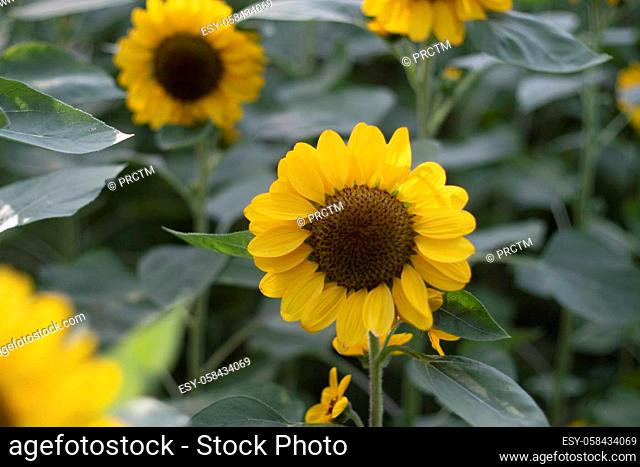 close up Sunflower natural background, Sunflower blooming. field of blooming sunflowers