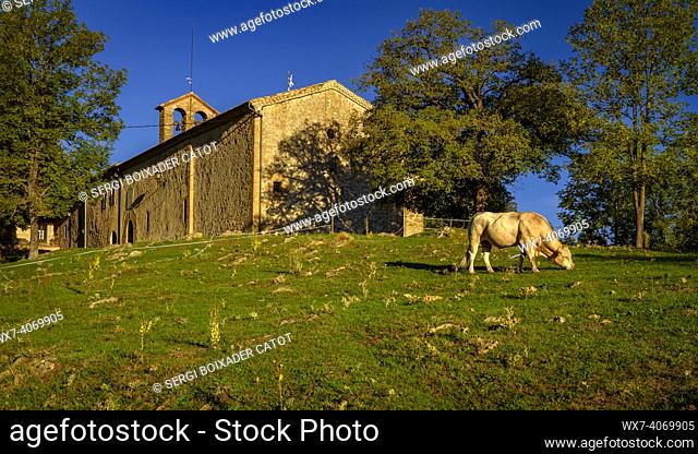 Sanctuary of Falgars, on a summer morning in the Catllaras s mountain range, with a cow grazing (Berguedá , Barcelona, Catalonia, Spain, Pyrenees)