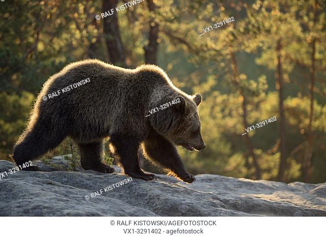 European Brown Bear / Braunbaer ( Ursus arctos ), young, walking over rocks on a clearing in a boreal forest, first warm morning light, Europe