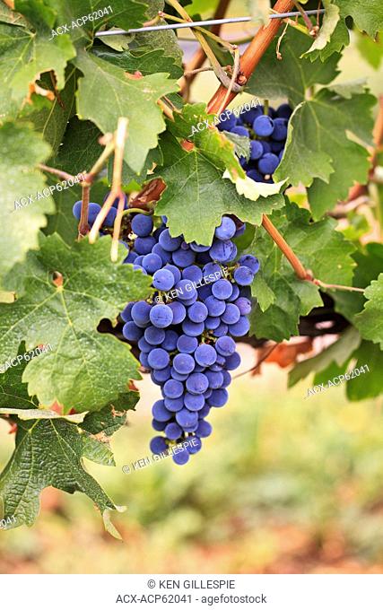 Purple grapes on grapevine, Okanagan Valley, Osoyoos, British Columbia, Canada