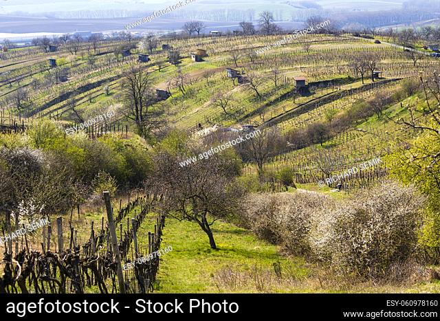 spring vineyard near Mutenice, Southern Moravia