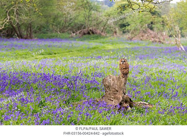 Tawny Owl (Strix aluco) adult, perched on stump amongst Bluebell (Hyacinthoides non-scripta) flowers, Suffolk, England, May (captive)
