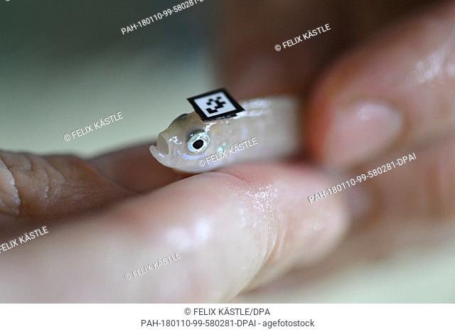 The biologist Alex Jordan of the Max-Planck-Institute observes a Neolamprologus multifasciatus with a barcode attached to his head at the University in Konstanz