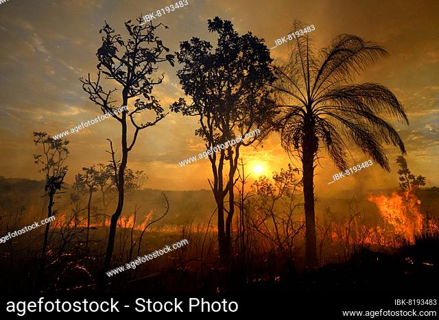 Burning vegetation in a bushfire at sunset, Chapada dos Guimarães NP, Mato Grosso, Brazil, South America