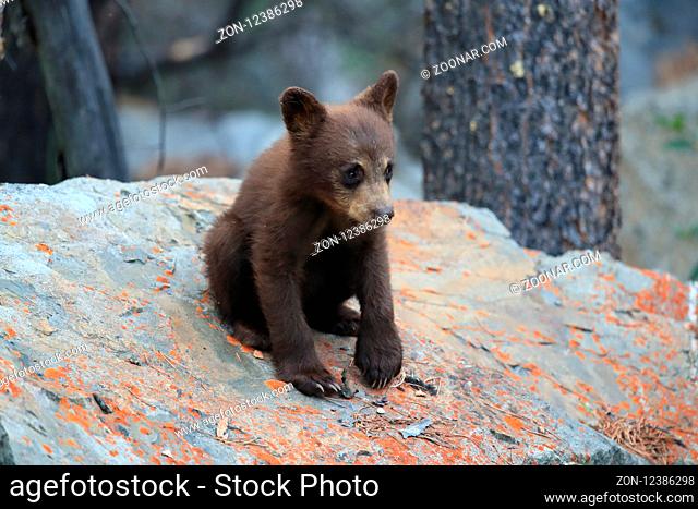 Young black bear Kanada