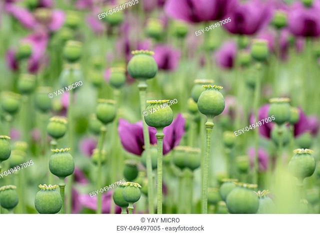Green opium poppy capsules, purple poppy blossoms in a field. (Papaver somniferum). Poppies, agricultural crop