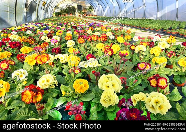 28 February 2022, Saxony, Wurzen: Thousands of flowers of early bloomers shine in the sunshine in the large plastic tent of the nursery and plant market Grünert...