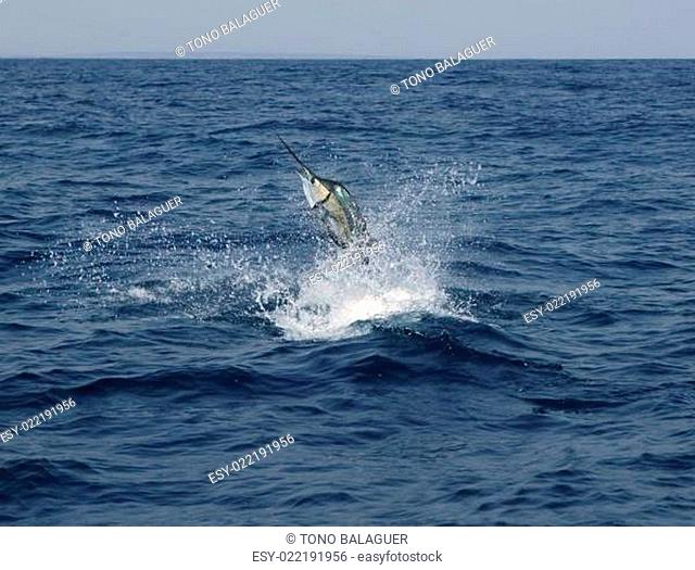 Sailfish saltwater sport fishing jumping