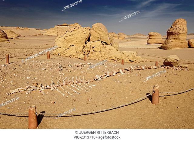 EGYPT, WADI HITAN, 29.03.2010, petrified skeleton of a whale, Wadi Hitan, western desert, Egypt, Africa - Wadi Hitan, Egypt, 29/03/2010