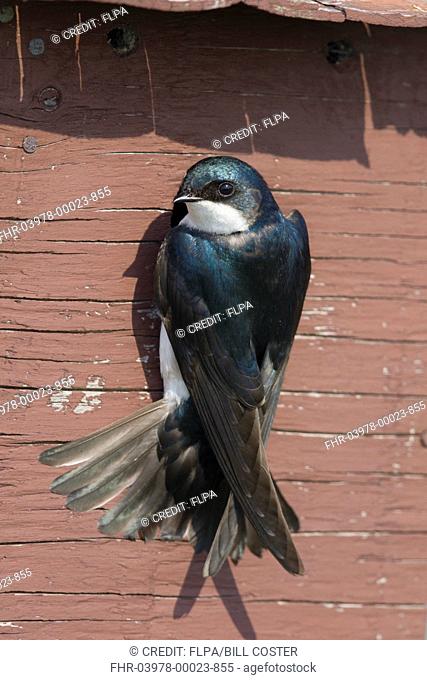Tree Swallow (Tachycineta bicolor) adult male, at nestbox entance, Ontario, Canada, May