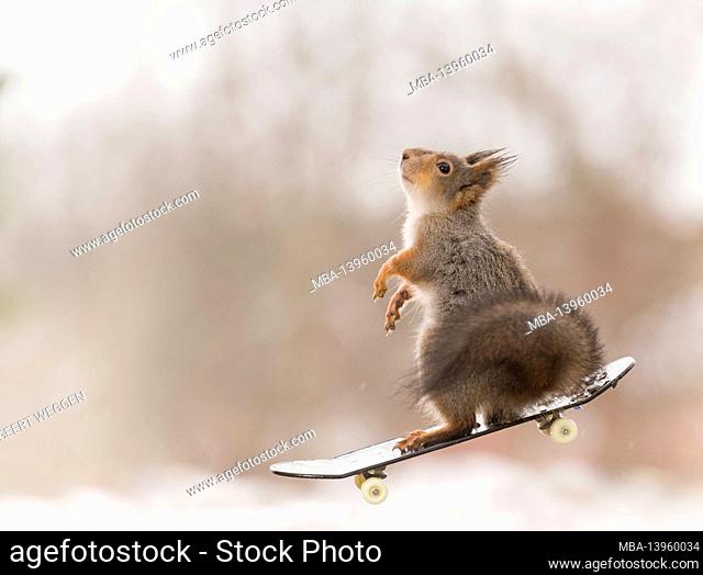 red squirrel is standing on an Skateboard in the air