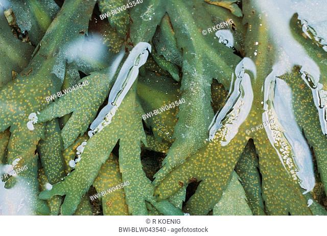 toothed wrack, seaweed Fucus serratus, detasil of a plant in the water