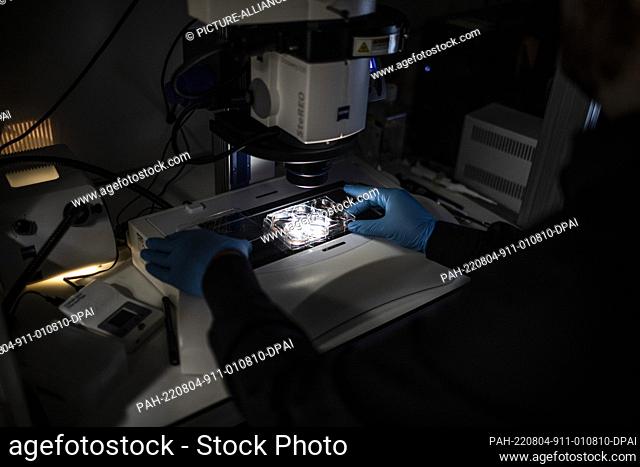 04 August 2022, Israel, Rehovot: Jacob (Yaqub) Hanna, Professor of Molecular Genetics, uses a microscope while working on embryos samples in his laboratory at...