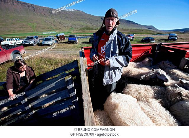 ICELANDIC MAN ON HIS TRACTOR, THE BIG ROUND-UP OF HERDS OF SHEEP RETTIR IN ICELANDIC, AN ICELANDIC TRADITION THAT CONSISTS OF BRINGING BACK THE SHEEP THAT HAD...