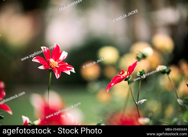 Bicolor red dahlias in flowerbed, dahlia
