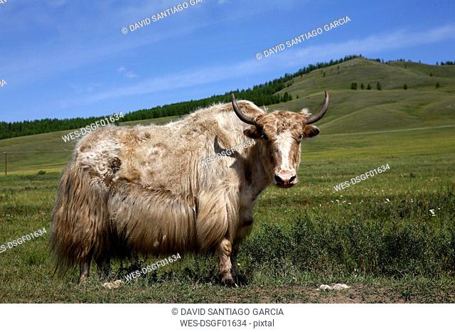 Mongolia, Arkhangai Aimag, North Steppe, Terkhiin Tsagaan Nuur, yak surrounded by flies on a meadow
