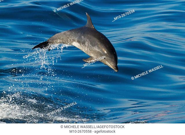 Young offshore Bottlenose dolphin porpoising out of the water