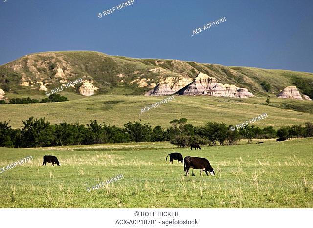 Cows grazing in a field in the Big Muddy Badlands region of southern Saskatchewan, Canada