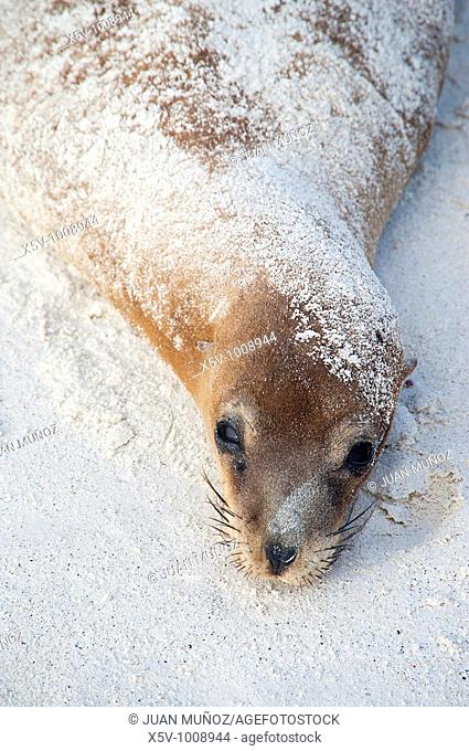 California female seal resting on the Spanish island. Galapagos Islands. Ecuador