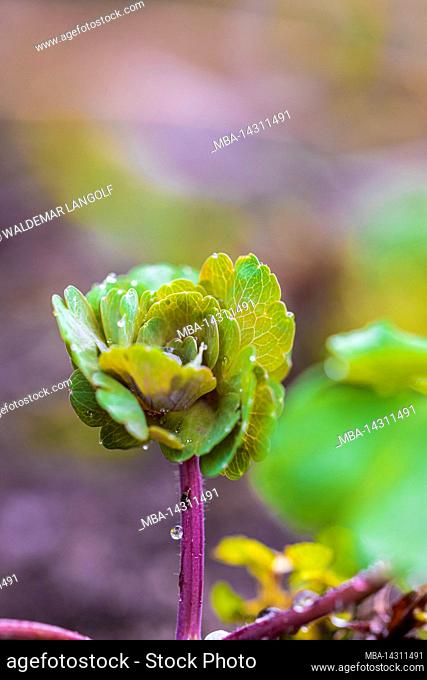 Leaves of double columbine, Aquilegia vulgaris, water drop, close up