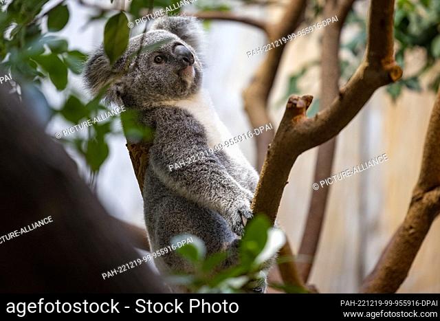 19 December 2022, North Rhine-Westphalia, Duisburg: Young animal Yunga (female) on a branch. Duisburg Zoo presents double koala offspring