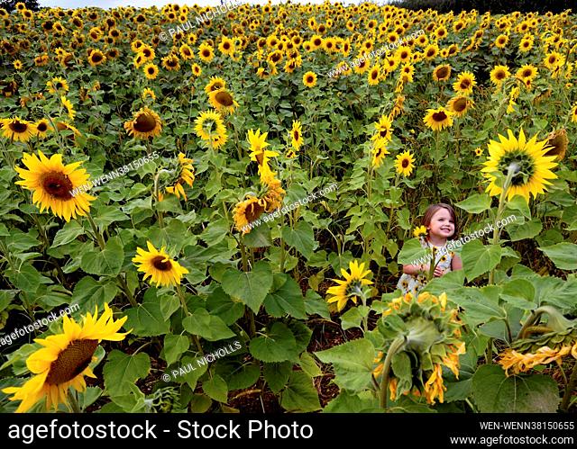 Field of Dreams, Memories of Summer : Cecelia Pullin, 3yrs, enjoying the last rays of September sunshine amongst the sunflowers in the rear field of her parents...