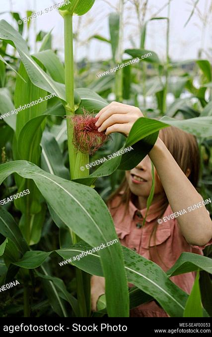 Girl touching crop in corn field