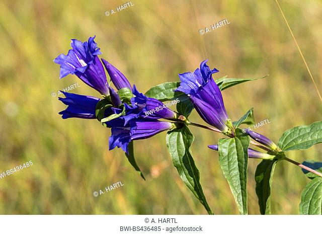 Willow gentian (Gentiana asclepiadea), blooming, Germany, Bavaria