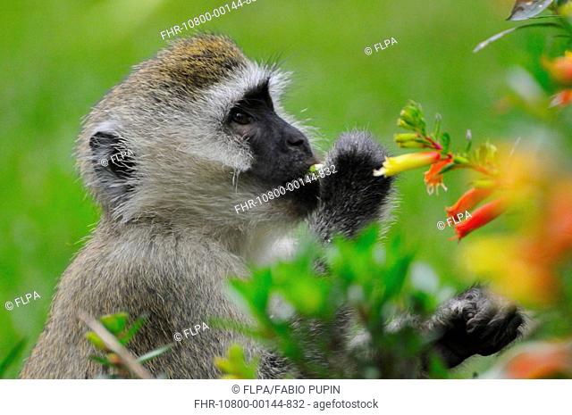 Vervet Monkey Chlorocebus pygerythrus adult, close-up of head, feeding on flowers, Nyungwe Forest N P , Rwanda, december
