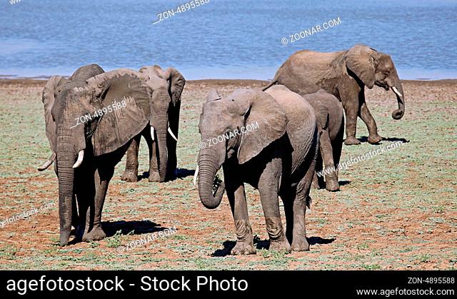 Elefantenherde am Fluss im South Luangwa Nationalpark, Sambia; Loxodonta africana; Elephants at a river in South Luangwa National Park, Zambia