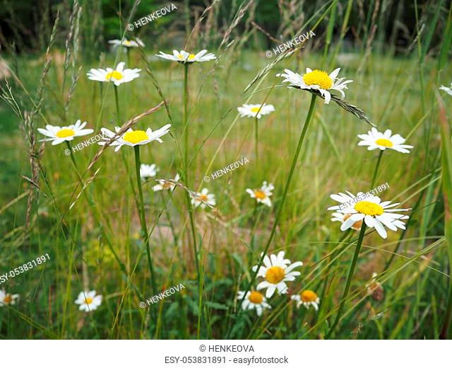Oxeye daisy (Leucanthemum vulgare) flowers in grass