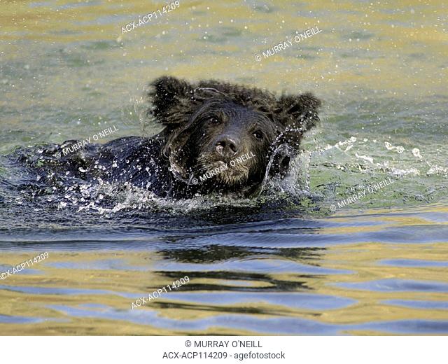 Grizzly Bear (Ursus arctos horribilis), COY (Cub-Of-the-Year), first year cub, Fall, Autumn, swimming in salmon stream, Central British Columbia, Canada
