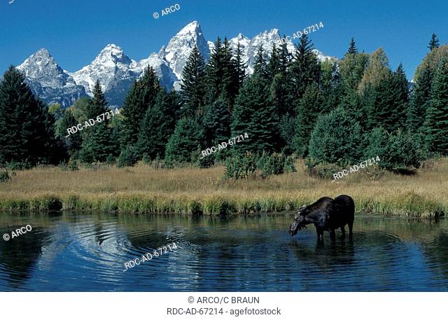 Moose cow in Snake River nationalpark Grand Teton Wyoming USA Alces alces
