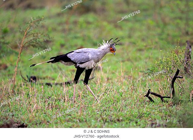 Secretary Bird, (Sagittarius serpentarius), adult hunting, Hluhluwe Umfolozi Nationalpark, Hluhluwe iMfolozi Nationalpark, KwaZulu Natal, South Africa, Africa
