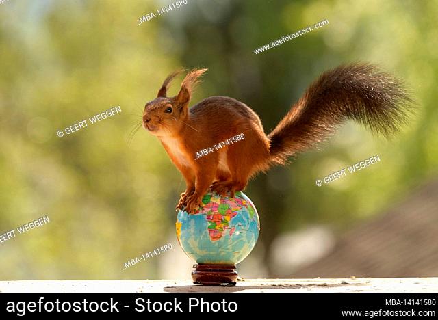 red squirrel is standing on a world globe