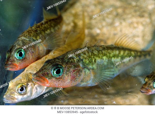 Three-spined Stickleback Fish (Gasterosteus aculeatus)